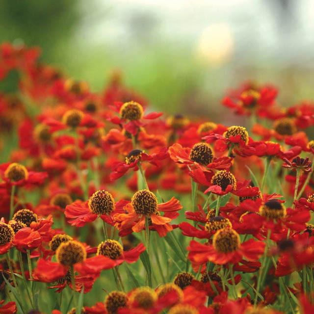Helenium Rubinzwerg and Helenium Riverton Beauty seeds Helenium Rubinzwerg and Helenium Riverton Beauty seeds