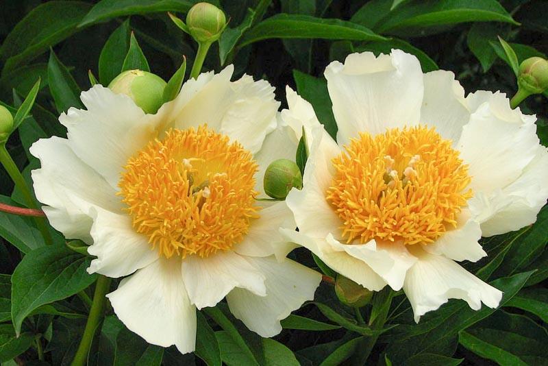 Paeonia Claire De Lune Peony