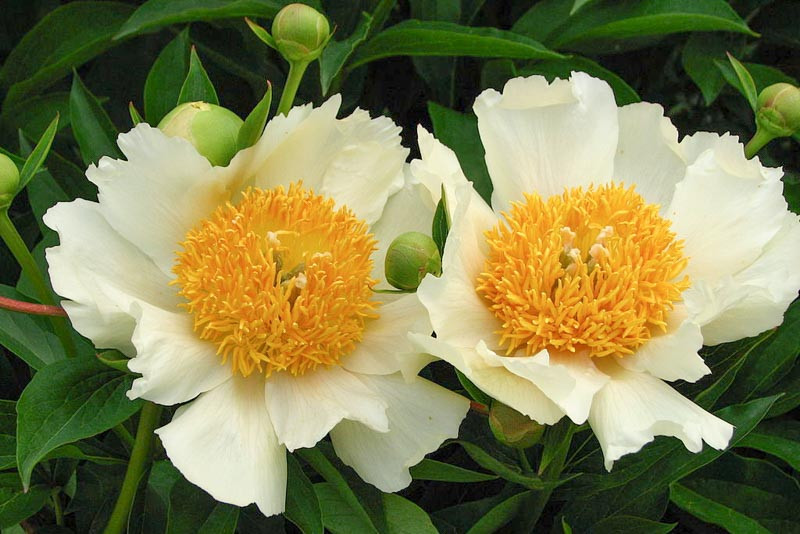 Paeonia ‘Claire de Lune’ (Peony)