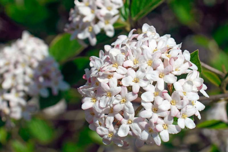 Viburnum × burkwoodii 'Mohawk' (Burkwood Viburnum)