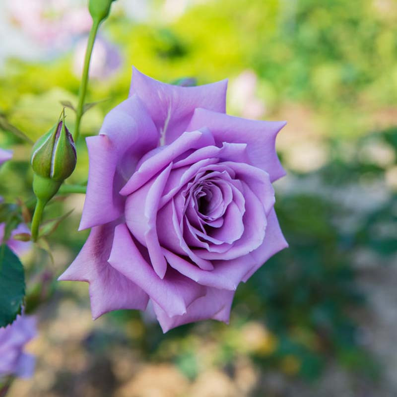 Rosa Blue Moon (Hybrid Tea Rose)