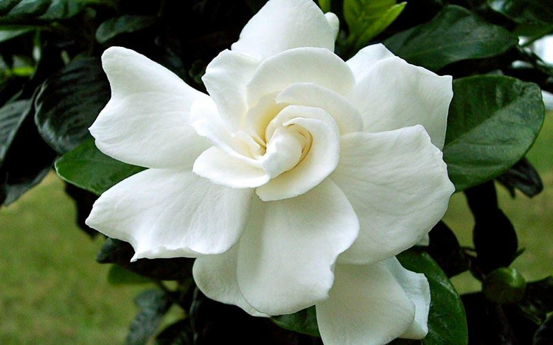 Gardenia jasminoides 'August Beauty' (Cape Jasmine)