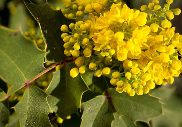 Mahonia repens (Creeping Mahonia)