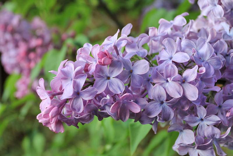 Syringa vulgaris ‘Blue Skies’ (Lilac)