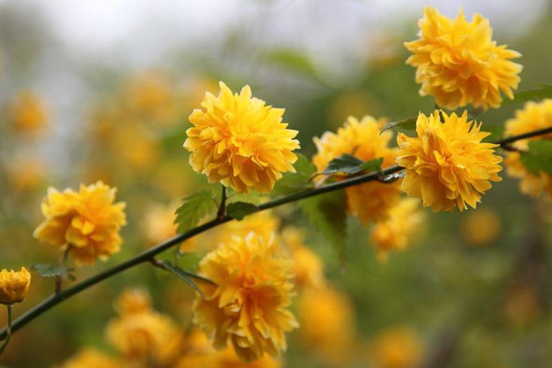 Kerria Japonica Pleniflora Japanese Kerria
