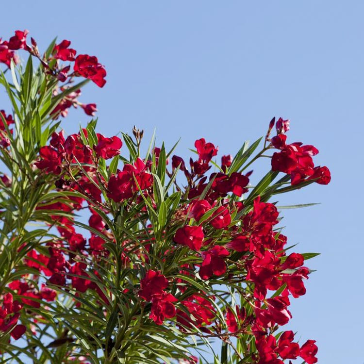 Nerium oleander 'Hardy Red' (Oleander)