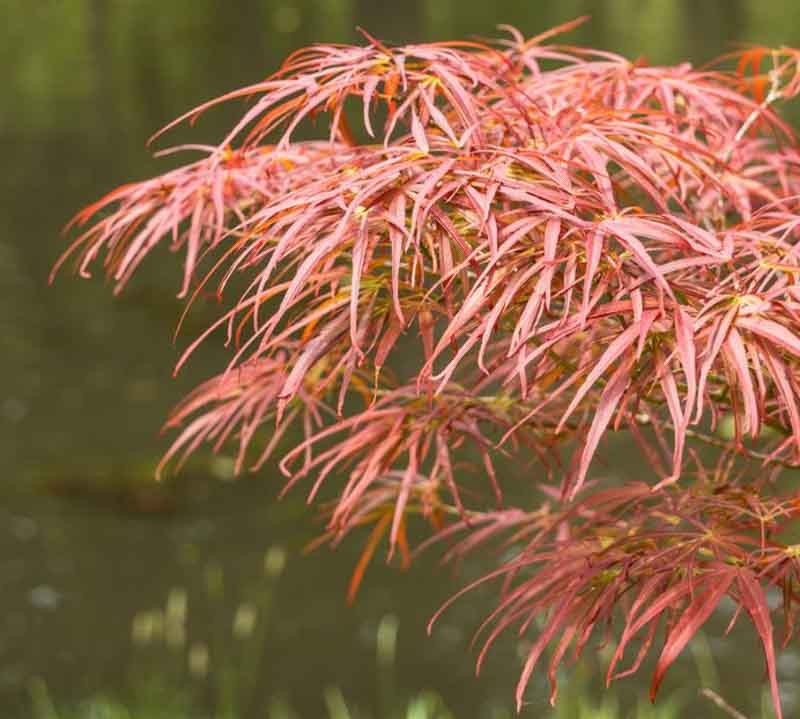 Acer palmatum 'Atrolineare' (RibbonLeaf Japanese Maple)