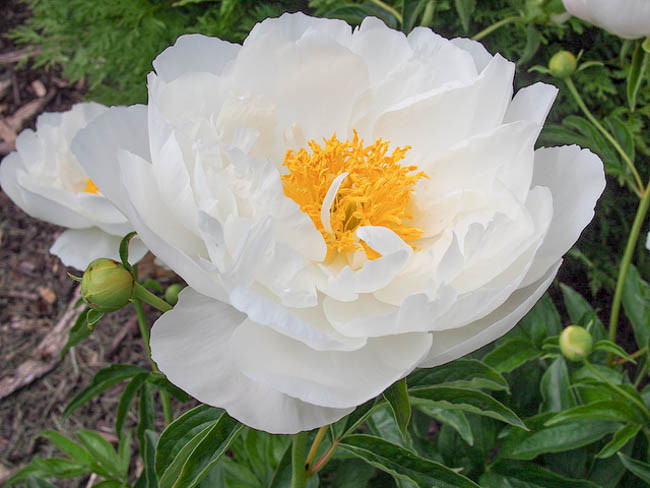 Paeonia Miss America