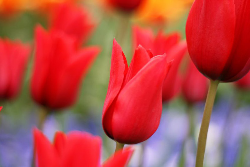 Tulipa 'Red Shine' (LilyFlowered Tulip)
