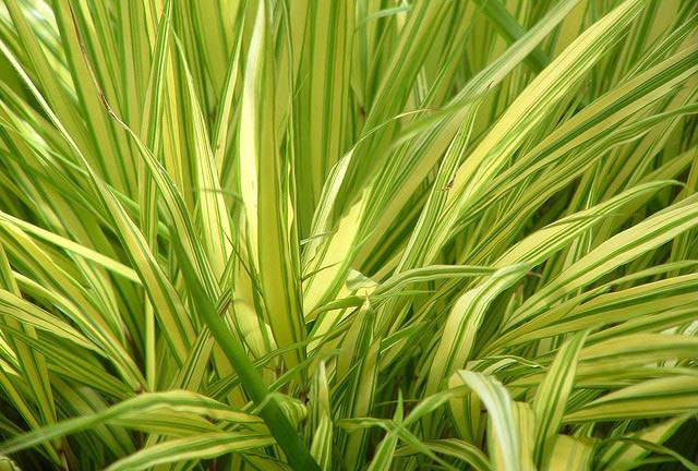 Hakonechloa macra 'Aureola' (Hakone Grass)