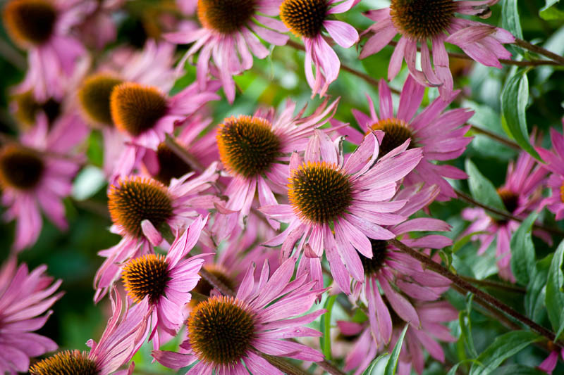 Echinacea purpurea 'Rubinglow' (Coneflower)