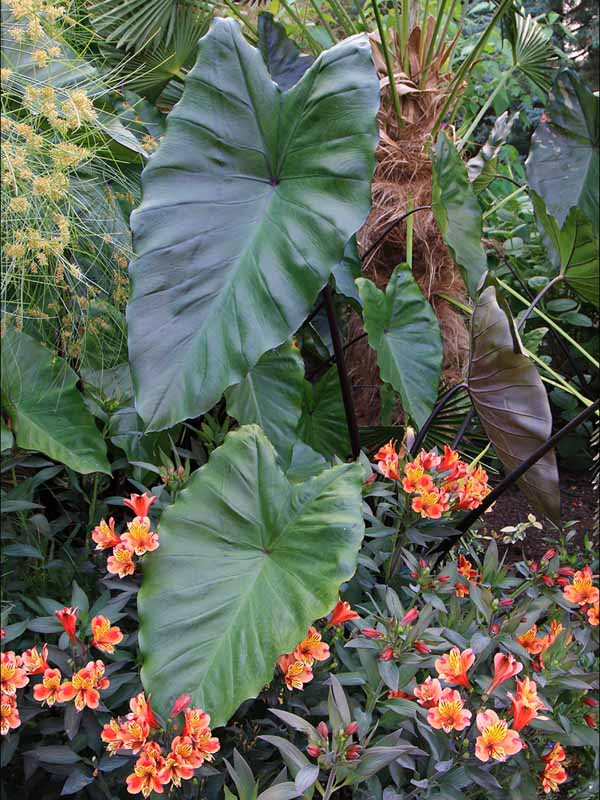 Dark Purple Elephant Ear Leaves Bulbs Perennial Flower Plant Colocasia Resistant 