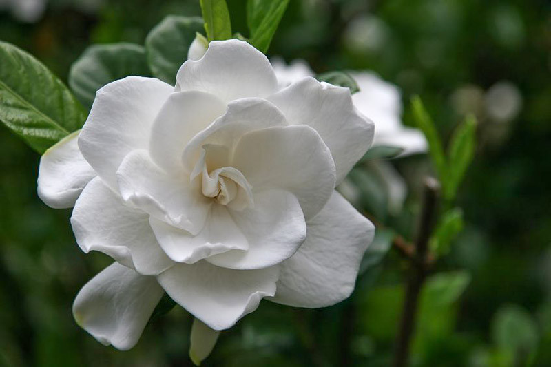 Gardenia jasminoides 'Miami Supreme' (Cape Jasmine)