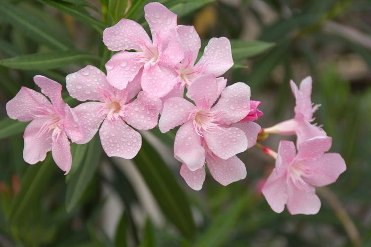 Nerium Oleander Hardy Pink Oleander