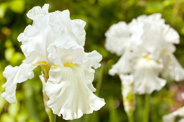 Iris 'Immortality' (Reblooming Bearded Iris)