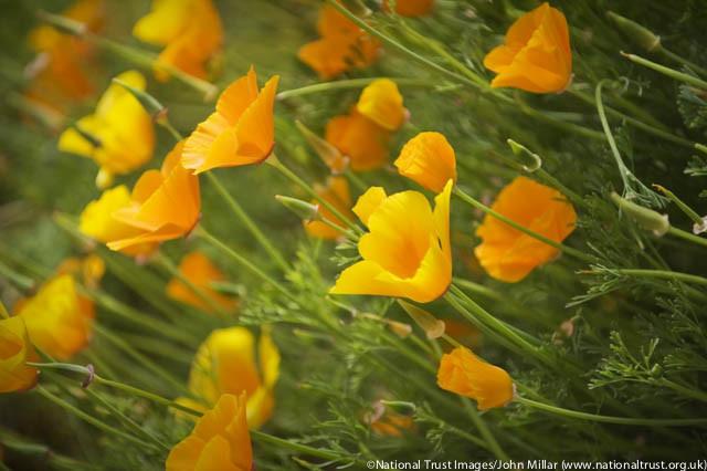 Eschscholzia Californica California Poppy Eschscholzia Californica California Poppy