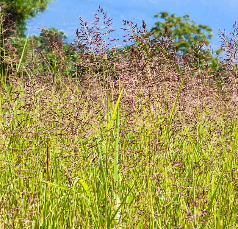Festuca rubra (Red Fescue)