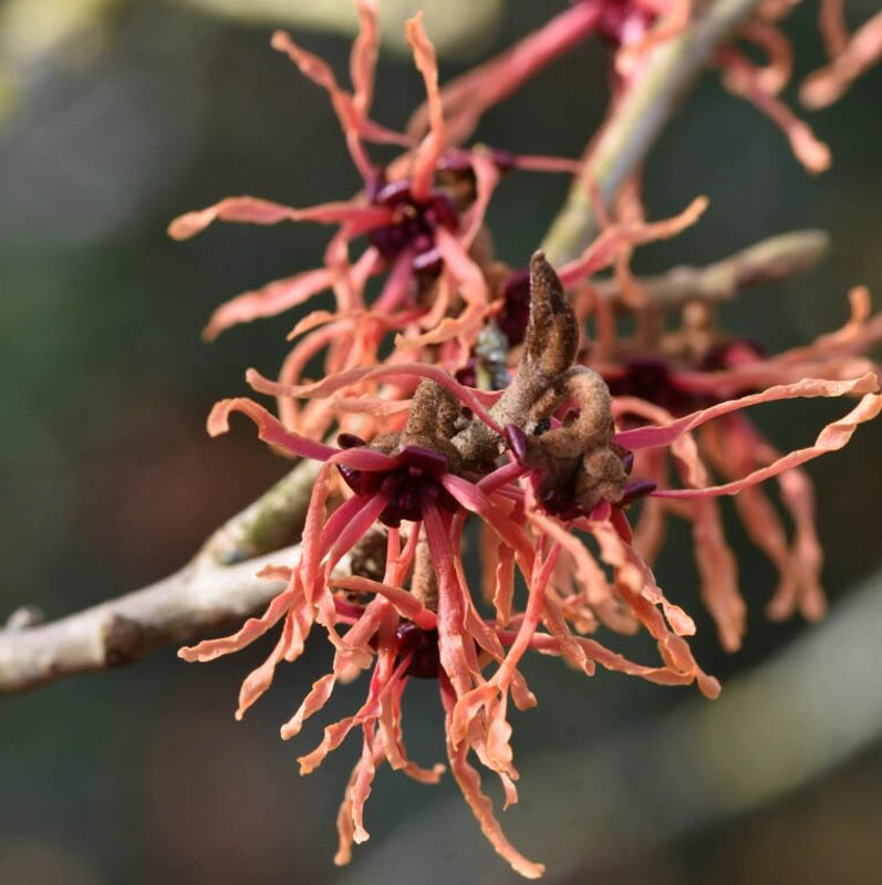 Hamamelis x intermedia 'Feuerzauber' (Witch Hazel)