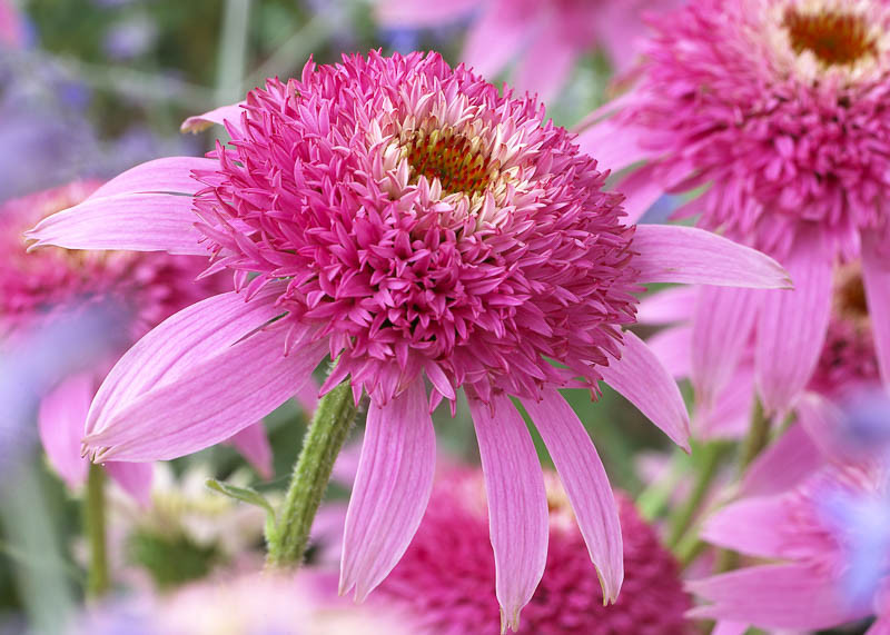 Echinacea purpurea 'Pink Double Delight' (Coneflower)
