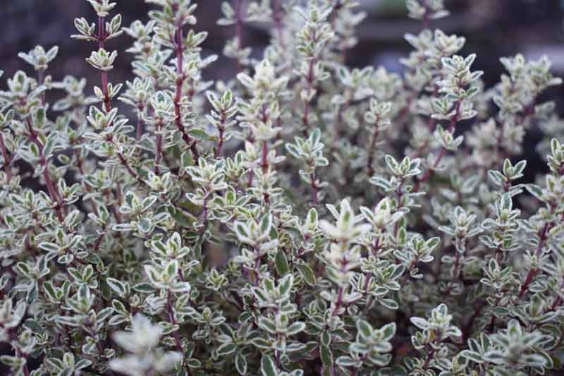 Thymus 'Silver Posie' Thyme)
