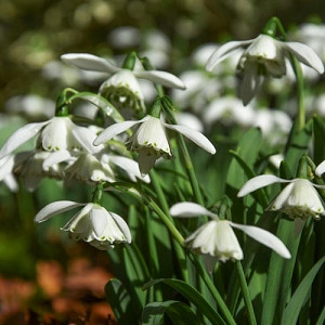 Galanthus 'Lady Beatrix Stanley', Snowdrop 'Lady Beatrix Stanley', early flowering bulb, winter bulb, white flowering bulb, White winter flowers