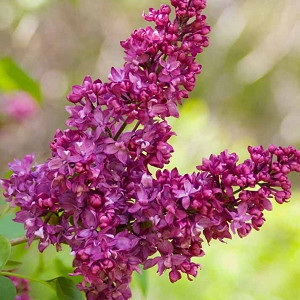 Syringa vulgaris 'Charles Joly',Syringa 'Charles Joly', Lilac 'Charles Joly', Purple lilac, Fragrant Lilac, Purple Flowers, Fragrant Shrub, Fragrant Tree