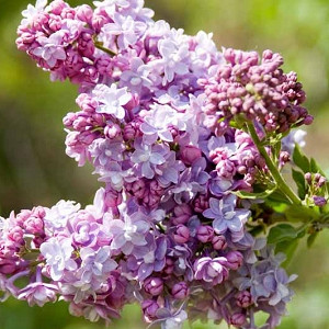 Syringa vulgaris 'President Grevy',Syringa 'President Grevy', Lilac 'President Grevy', blue lilac, Fragrant Lilac, blue Flowers, Fragrant Shrub, Fragrant Tree