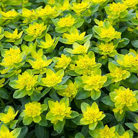 Euphorbia Polychroma, Cushion Spurge,  Many-Coloured Spurge, Euphorbia Epithymoides, Yellow flowers, Drought tolerant perennial, Deer resistant perennial, rabbit resistant perennial