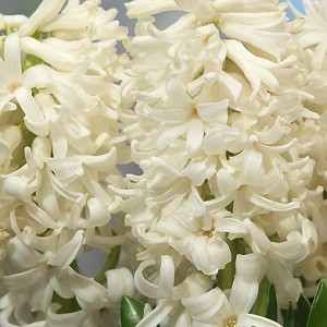 Hyacinth Carnegie, Hyacinth 'Carnegie', Dutch Hyacinth, Hyacinthus Orientalis, Common Hyacinth, Spring Bulbs, Spring Flowers, white hyacinth, early spring bloomer, mid spring bloomer