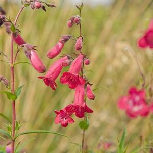 Penstemon Spectabilis Showy Beard Tongue Royal Fast Growing Perennial Seeds Penstemon Spectabilis Showy Beard Tongue Royal Fast Growing Perennial Seeds