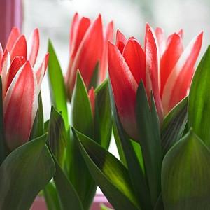 Tulipa Pinocchio, Tulip 'Pinocchio', Greigii Tulip 'Pinocchio', Greigii Tulips, Spring Bulbs, Spring Flowers, Tulipe Pinocchio, Red Tulips, Bicolored Tulips, Tulipes Greigii