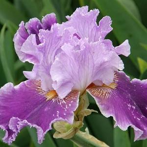Iris 'Louisa's Song', Tall Bearded Iris Louisa's Song, Iris Germanica Louisa's Song, Early irises, Award Irises, Purple Irises