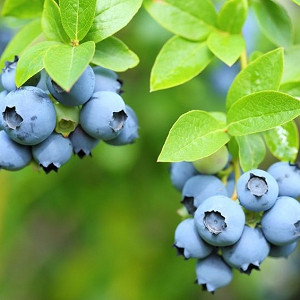 Vaccinium corymbosum Patriot, Highbush Blueberry 'Patriot', Blueberry 'Patriot', Berries, Blue Berries