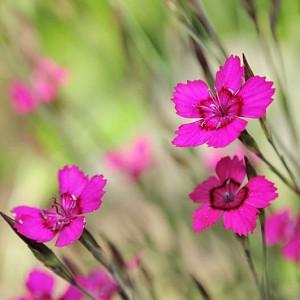 Dianthus deltoides, Maiden Pink, Lady's Cushion, Meadow Pink, Spink, Perennial Dianthus, Evergreen perennial, Pink Flowers, Pink Dianthus