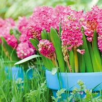 Hyacinthus Orientalis 'Jan Bos', Hyacinth 'Jan Bos', Dutch Hyacinth, Hyacinthus Orientalis, Common Hyacinth, Spring Bulbs, Spring Flowers, pink hyacinth, pink flowers
