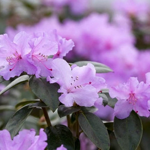 Rhododendron Praecox, 'Praecox' Rhododendron, Rhododendron × praecox, Early Season Rhododendron, Purple Rhododendron, Purple Flowering Shrub, Evergreen Rhododendron