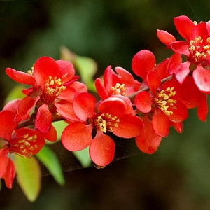 Chaenomeles x superba 'Crimson and Gold', Japanese Quince 'Crimson and Gold', Flowering Quince 'Crimson and Gold', Japanese Flowering Quince, Red flowers, Early Spring blooms