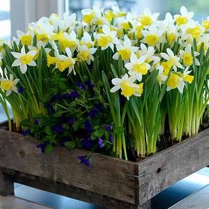 Trumpet Narcissus Group