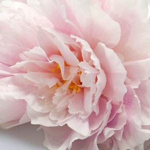 Paeonia Lactiflora 'Martha Bulloch', Peony 'Martha Bulloch', 'Martha Bulloch' Peony, White flowers, White Peonies, Pink Flowers, Pink Peonies, Fragrant Peonies