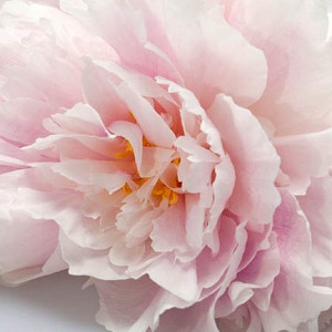 Paeonia Lactiflora 'Martha Bulloch', Peony 'Martha Bulloch', 'Martha Bulloch' Peony, White flowers, White Peonies, Pink Flowers, Pink Peonies, Fragrant Peonies