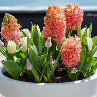 Hyacinth Gipsy Queen, Hyacinth 'Gipsy Queen', Dutch Hyacinth, Hyacinthus Orientalis, Common Hyacinth, Spring Bulbs, Spring Flowers, orange hyacinth, salmon hyacinth,apricot hyacinth