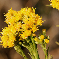 Solidago Sphacelata 'Golden Fleece', Goldenrod 'Golden Fleece', Solidago 'Golden Fleece', Fall perennials, Fall Flowers, Yellow flowers