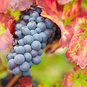 Vitis 'Regent', Grape Vine 'Regent', Vitis vinifera 'Regent', Grape Vines, Fall color, Ornamental Grape Vines, Red Grapes