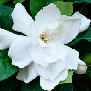Gardenia jasminoides Fortuniana, Cape Jasmine 'Fortuniana', Fortuniana Cape Jasmine, Cape Jessamine 'Fortuniana', Fragrant flowers, evergreen shrub, White flowers, Fragrant flowers, evergreen shrub, White flowers
