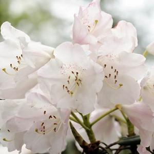 Rhododendron Decorum, Great White Rhododendron, Midseason Rhododendron, Evergreen Rhododendron, Fragrant Rhododendron, White Rhododendron, White Flowering Shrub