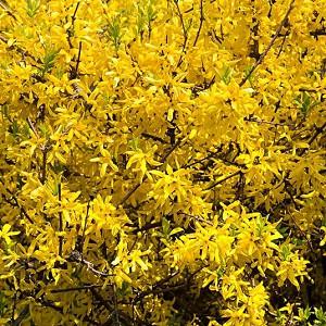 Forsythia Suspensa Weeping Forsythia Forsythia Suspensa Weeping Forsythia