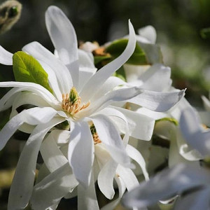 Magnolia stellata 'Royal Star', Star Magnolia, Star Magnolia 'Royal Star' , White magnolia, Winter flowers, Spring flowers, White flowers, fragrant trees, fragrant flowers