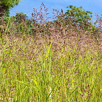Festuca Mairei, Atlas Fescue, Evergreen Grass, Meadow Grass,