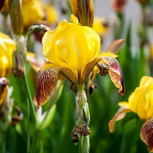 Iris 'Rajah', Tall Bearded Iris 'Rajah', Iris Germanica 'Rajah', Iris 'Rajah Brooke', Late Season Irises, Bicolor irises, Award Irises, Yellow Irises