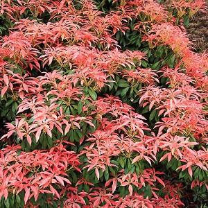 Pieris japonica 'Red Head', Japanese Andromeda 'Red Head', 'Red Head'Japanese Pieris, evergreen shrub, red leaves